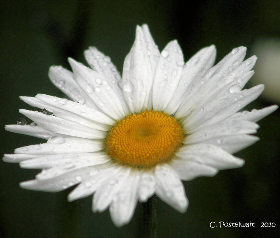 Daisy Photograph by Carolyn Postelwait - Fine Art America