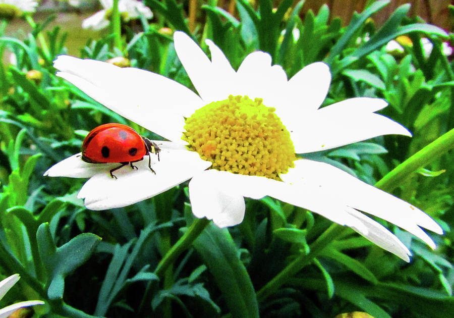 Daisy Photograph - Daisy Flower and Ladybug #1 by Cesar Vieira