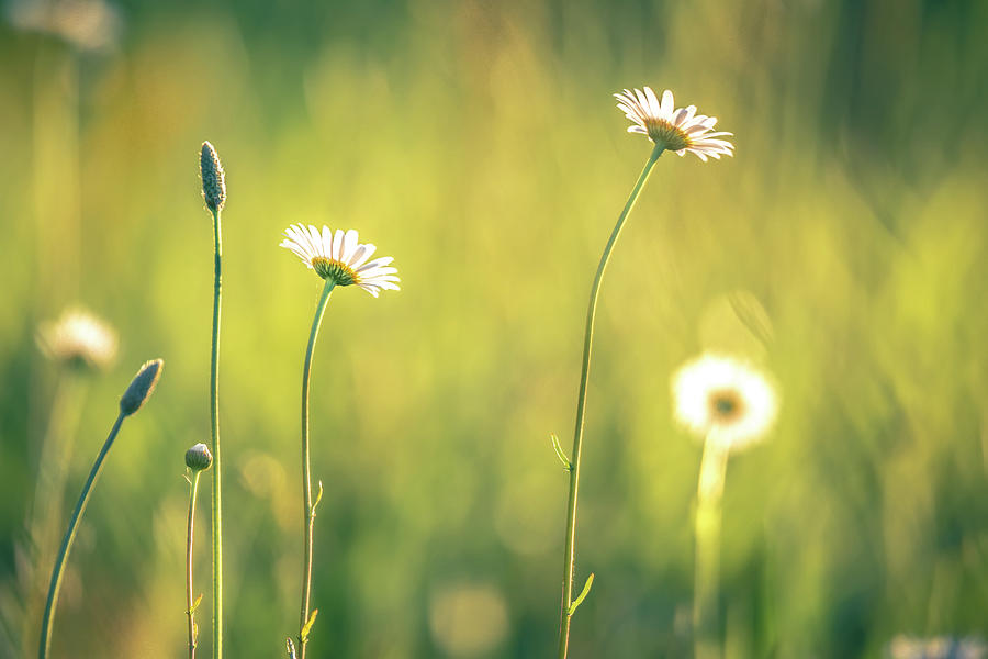 Daisy Flower Bloom On A Meadow In Summer #1 Photograph by Alex Grichenko