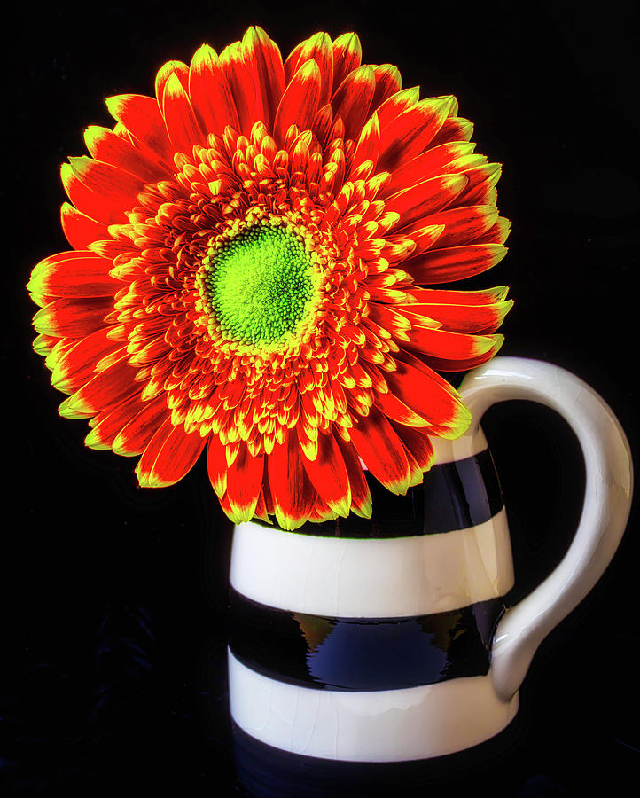 Daisy In Striped Vase #1 Photograph by Garry Gay