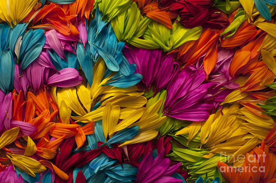 Daisy Petals Abstracts #1 Photograph by Jim Corwin
