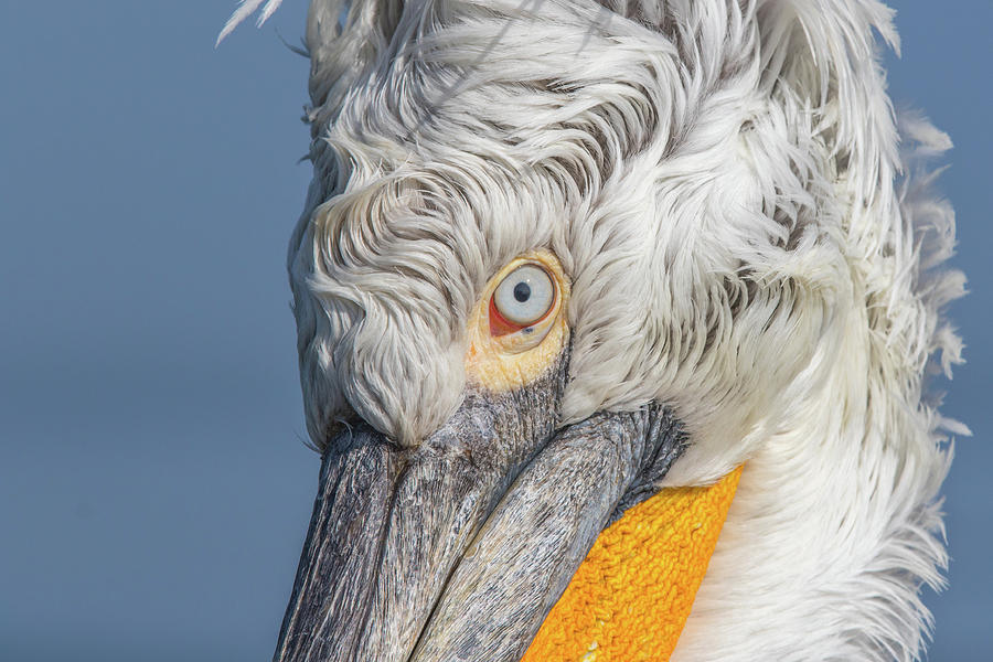 Dalmatian pelican #2 Photograph by Jivko Nakev