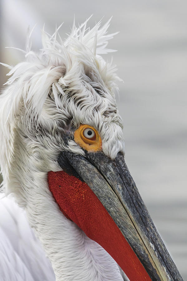 Dalmatian pelican - Pelecanus crispus #1 Photograph by Jivko Nakev