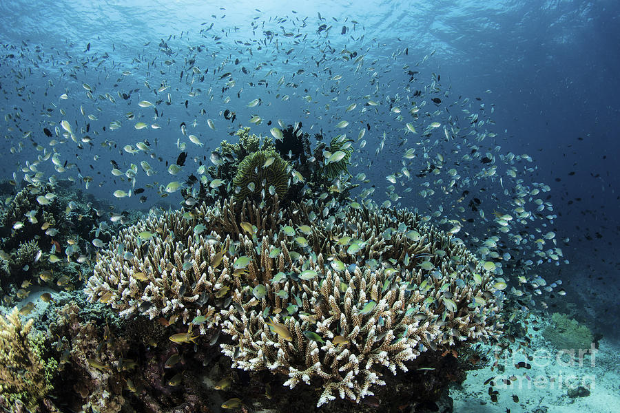 Damselfish Swim Above Corals In Komodo #1 Photograph by Ethan Daniels