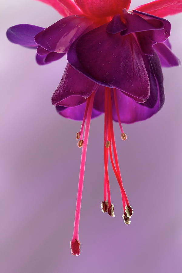 Dance of the Fuschia #1 Photograph by Shirley Mitchell