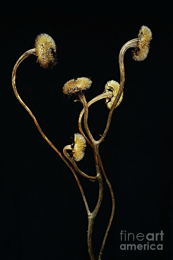 Dancing Flower. Photograph by Alexander Vinogradov