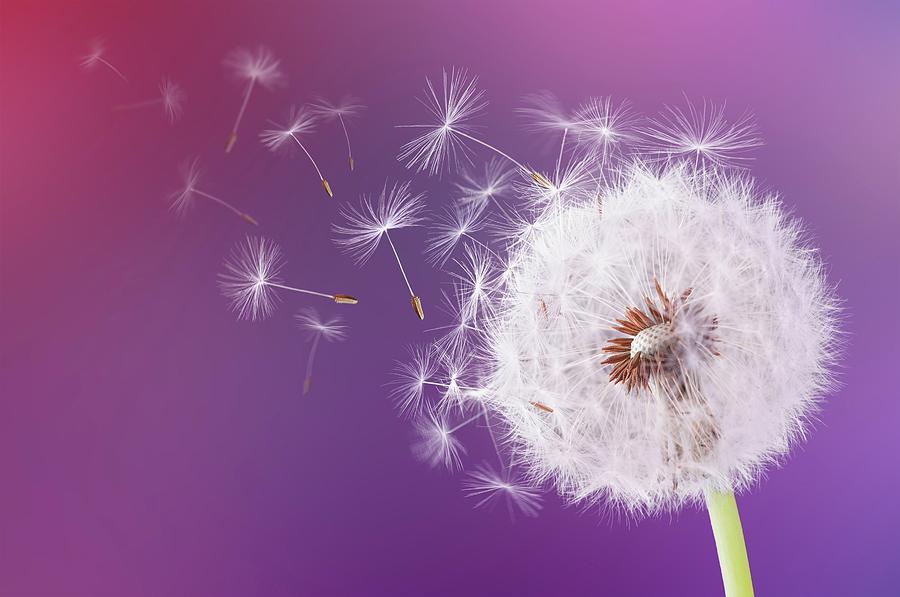 Abstract Photograph - Dandelion flying on magenta background #1 by Bess Hamiti