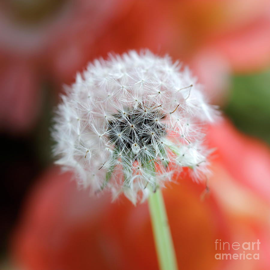 Dandelion #1 Photograph by Nicholas Burningham