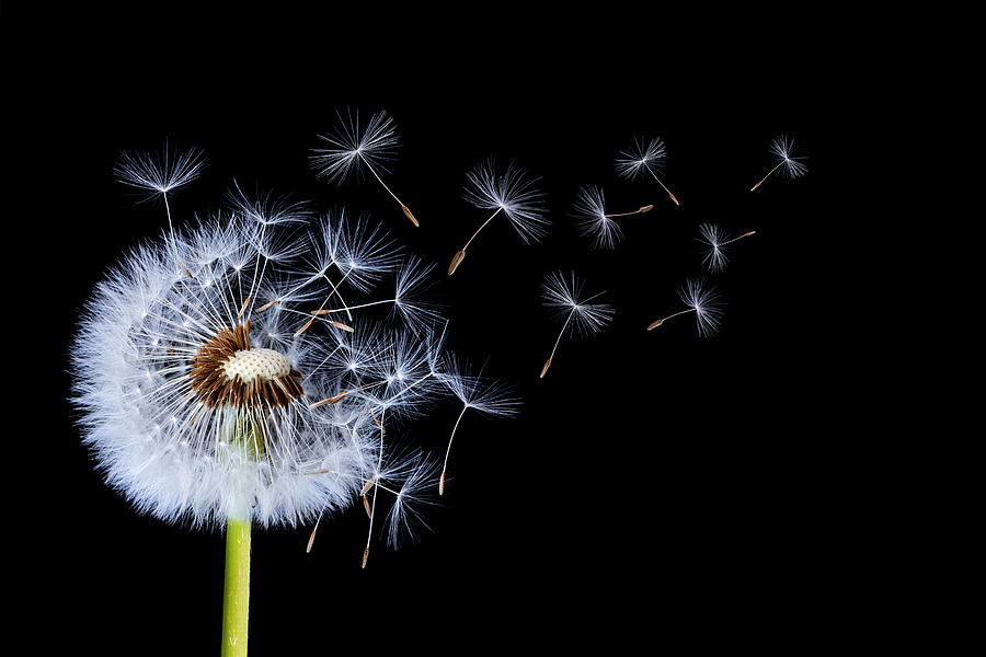 Abstract Photograph - Dandelion on black background #1 by Bess Hamiti