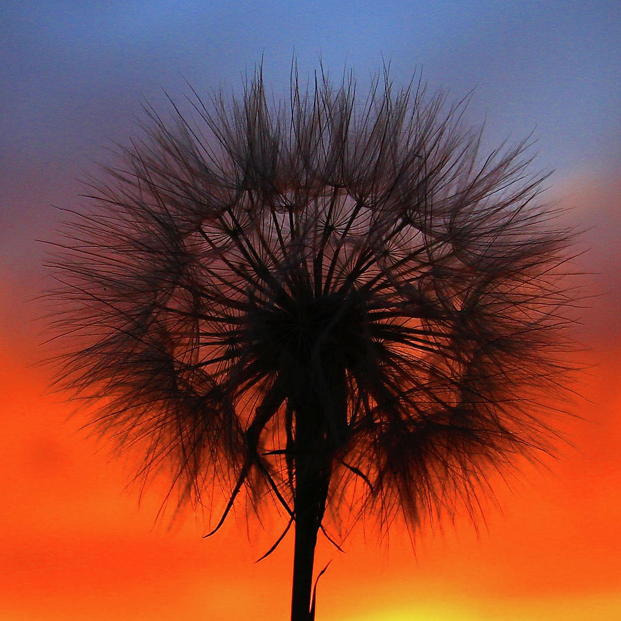 Dandelion by Paul Marto Dandelion by Paul Marto