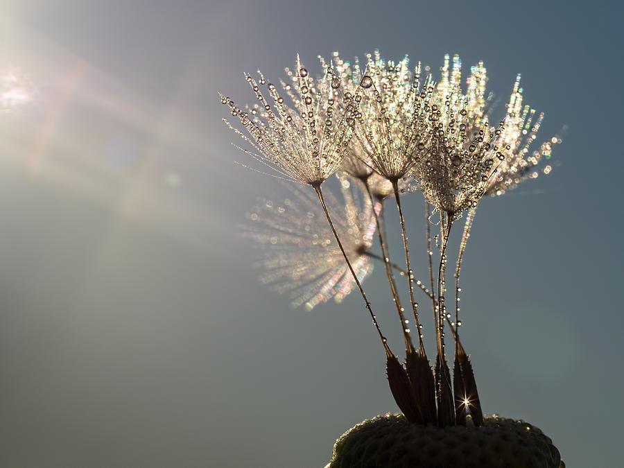 Dandelion Plumes Photograph by Brad Boland