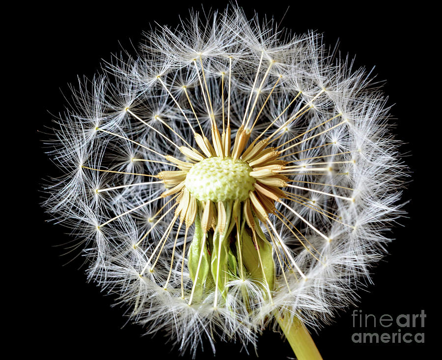 Dandelion seed head #1 Photograph by Colin Rayner