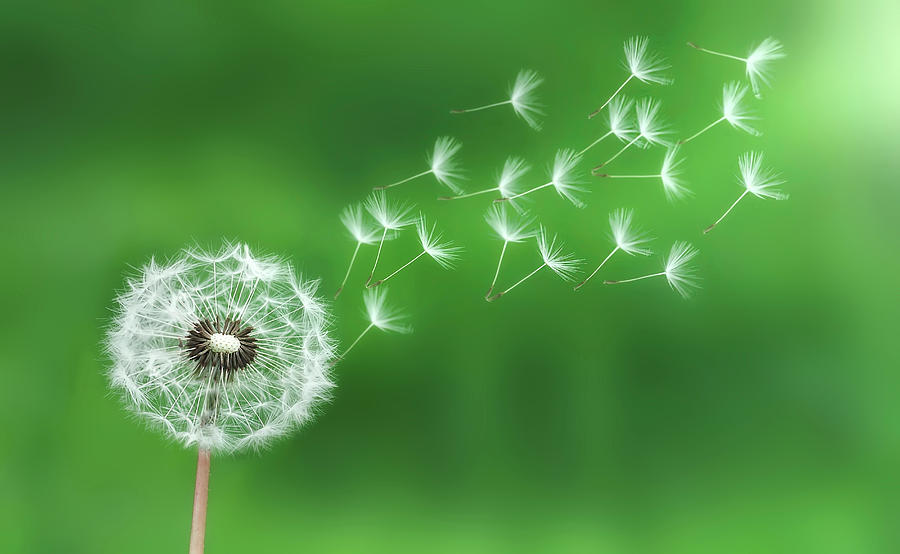 Abstract Photograph - Dandelion seeds #1 by Bess Hamiti