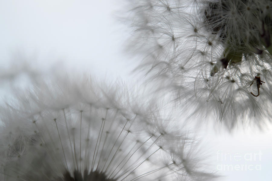 Nature Photograph - Dandelion seeds  #4 by Michelle Cyr