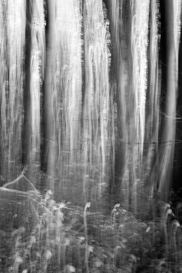 Tree Photograph - Dark Forest Abstractions #1 by Chris Dale