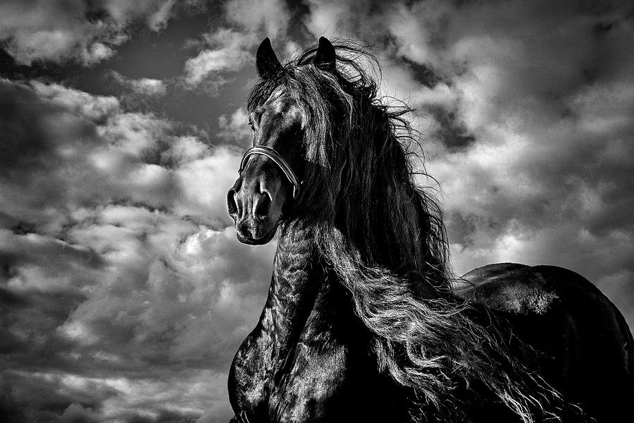 Horse Photograph - Dark Knight #2 by Wes and Dotty Weber