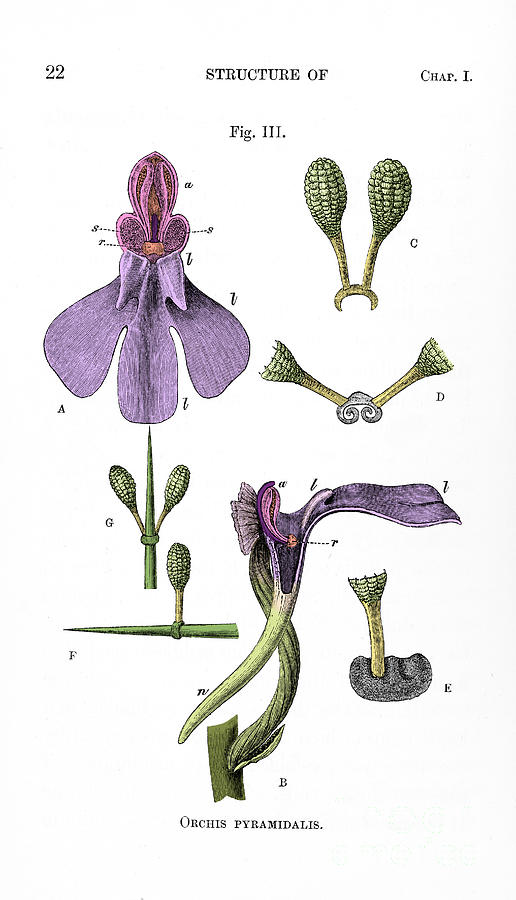 Darwins Orchis Pyramidalis, Illustration #1 Photograph by Science Source