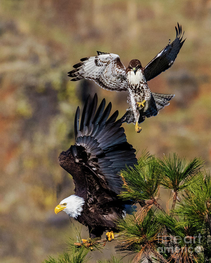 Hawk Photograph - David and Goliath by Michael Dawson