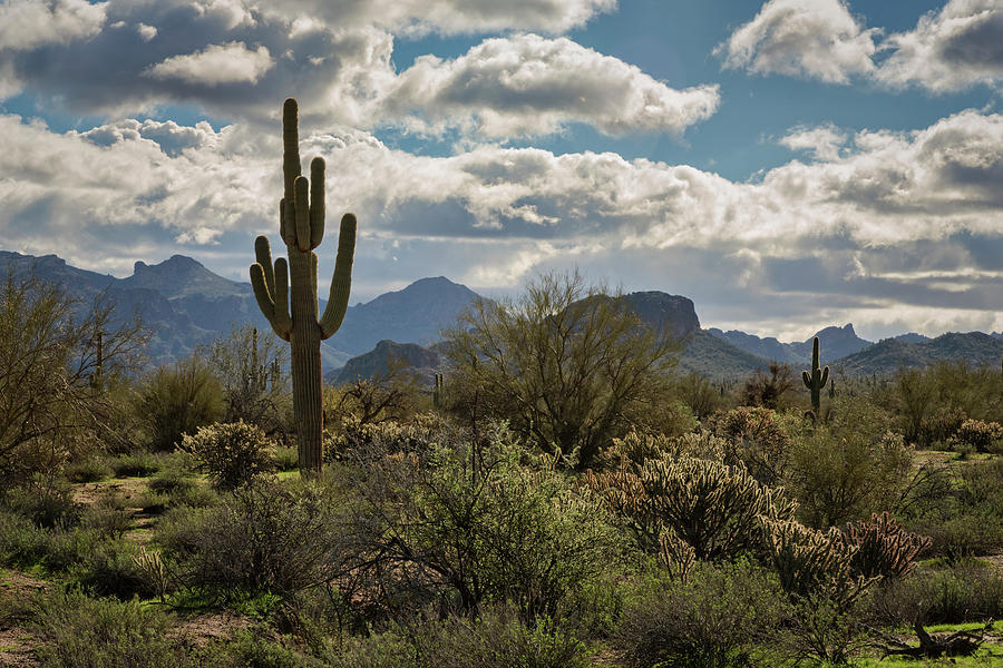 Blues Skies and Puffy White Clouds in the Desert  Photograph by Saija Lehtonen