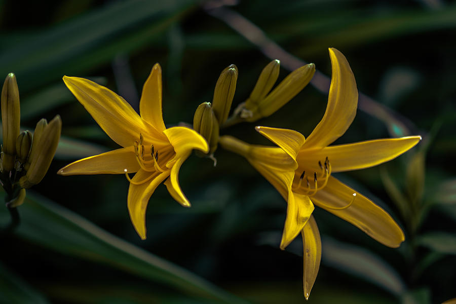 Day Lilies Photograph