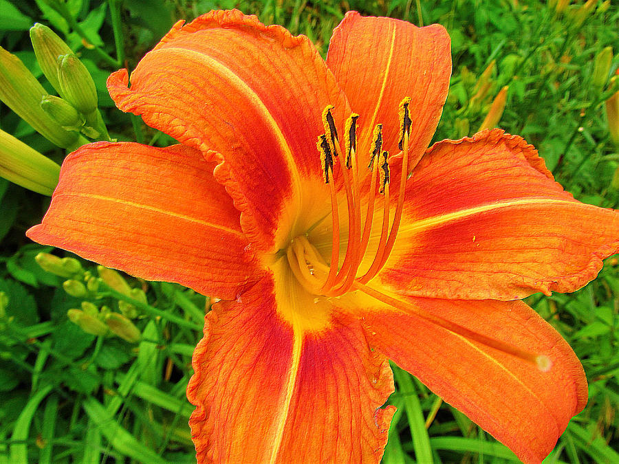 Day Lily  #1 Photograph by Robert Nacke