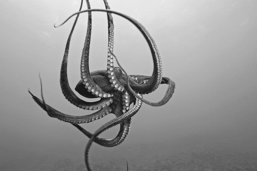 Day Octopus #1 Photograph by Dave Fleetham - Printscapes