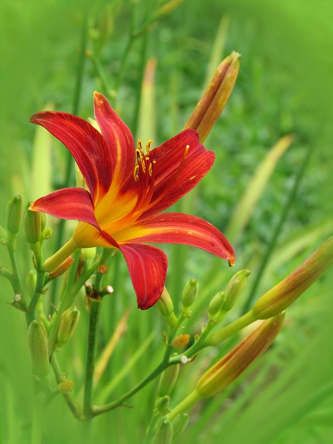 Lily Photograph - Daylily on Green #1 by MTBobbins Photography