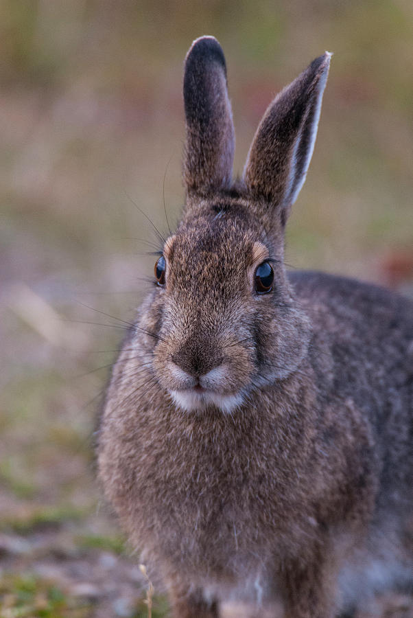 DDP DJD Snowshoe Hare 98 #1 Photograph by David Drew