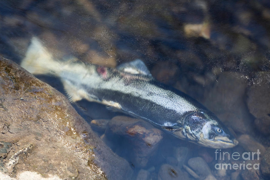 Dead Chinook Salmon #1 Photograph by Ted Kinsman