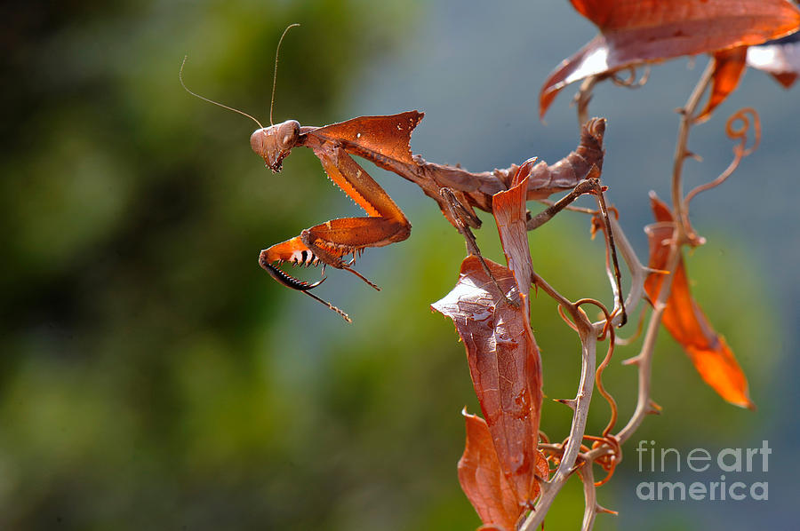 Dead Leaf Mantis Photograph By Francesco Tomasinelli Fine Art America 0670