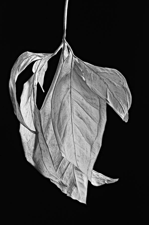 Dead Leaves-St Lucia #1 Photograph by Chester Williams