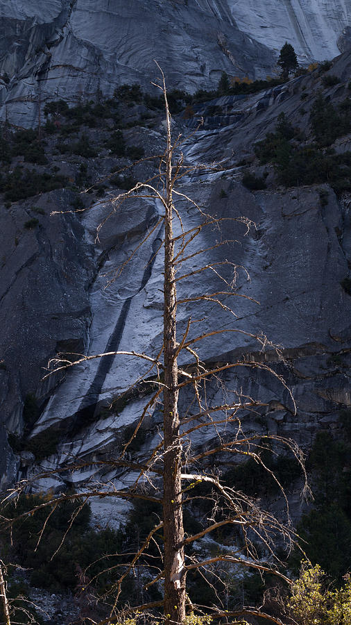 Dead Tree #1 Photograph by Alexander Fedin