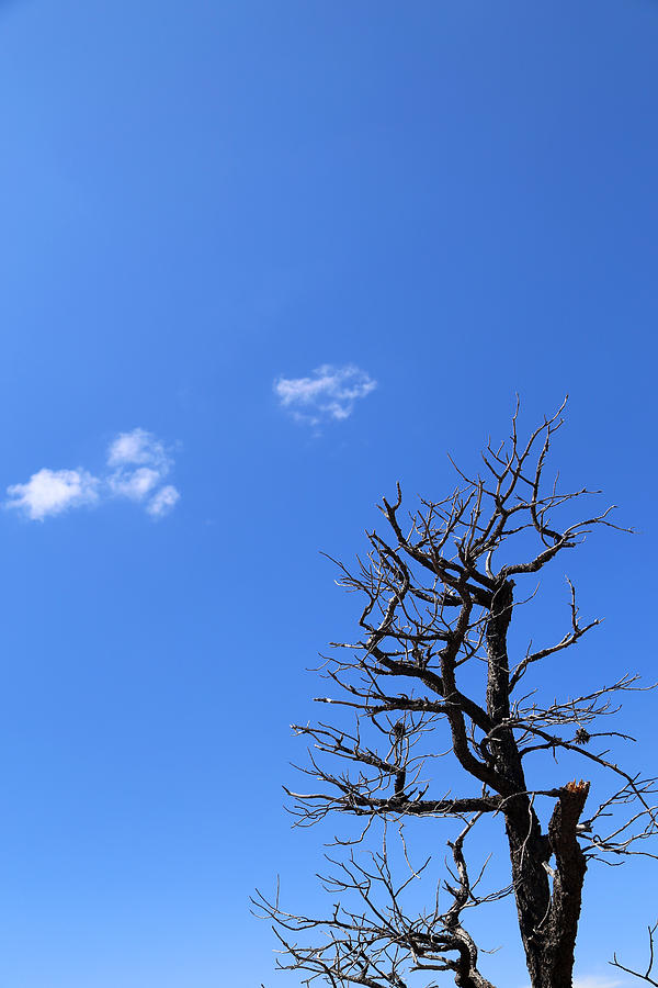 Tree Photograph - Dead Tree and Two Clouds by Mary Bedy