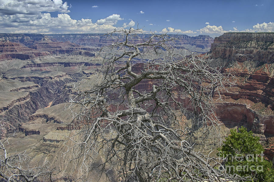 Grand Canyon National Park Photograph - Dead tree in front of Grandcanyon by Patricia Hofmeester