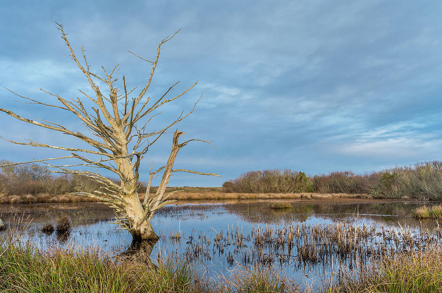 Dead Tree in Marsh #1 Photograph by Greg Nyquist