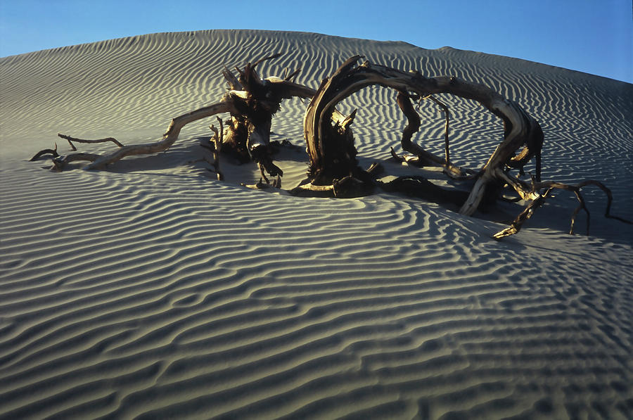 Death Valley #1 Photograph by Joe  Palermo