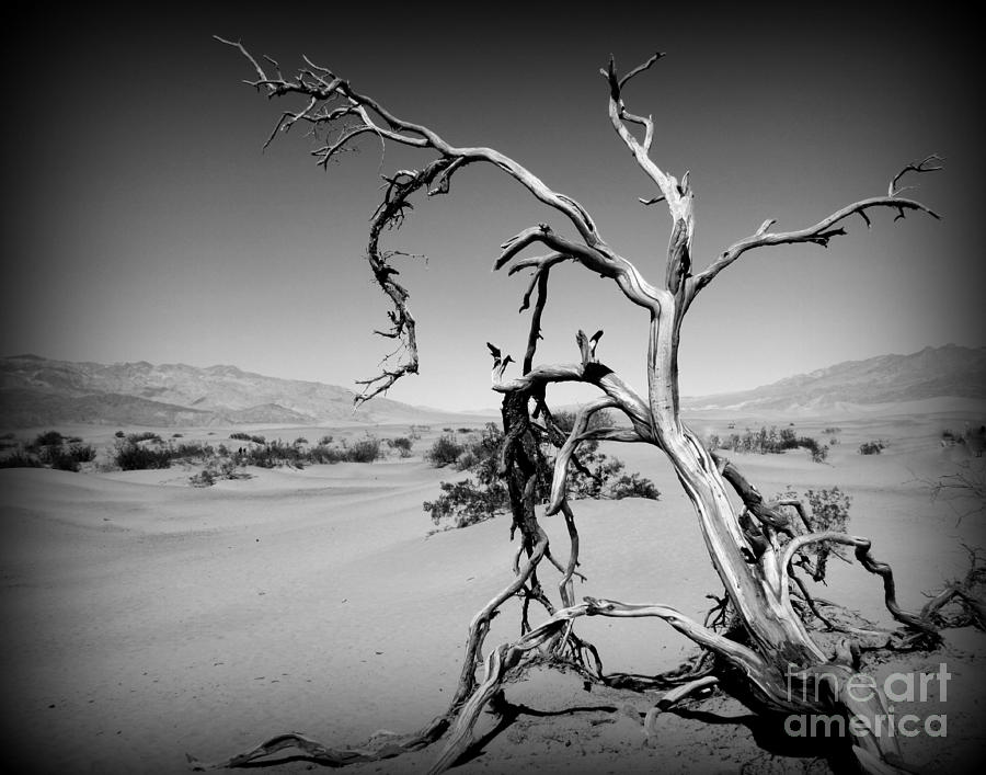 Death Valley Photograph - Death Valley Sand Dunes by Joy Patzner Death Valley Photograph - Death Valley Sand Dunes by Joy Patzner