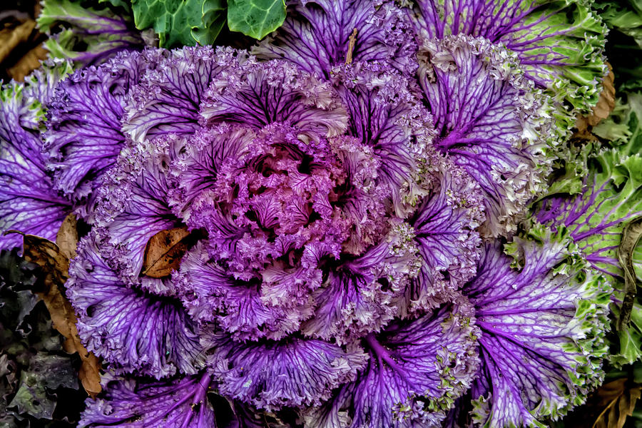 Decorative Cabbage #1 Photograph by Robert Ullmann