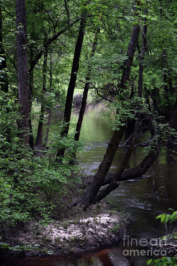 Deep In The Swamp #1 Photograph by Skip Willits