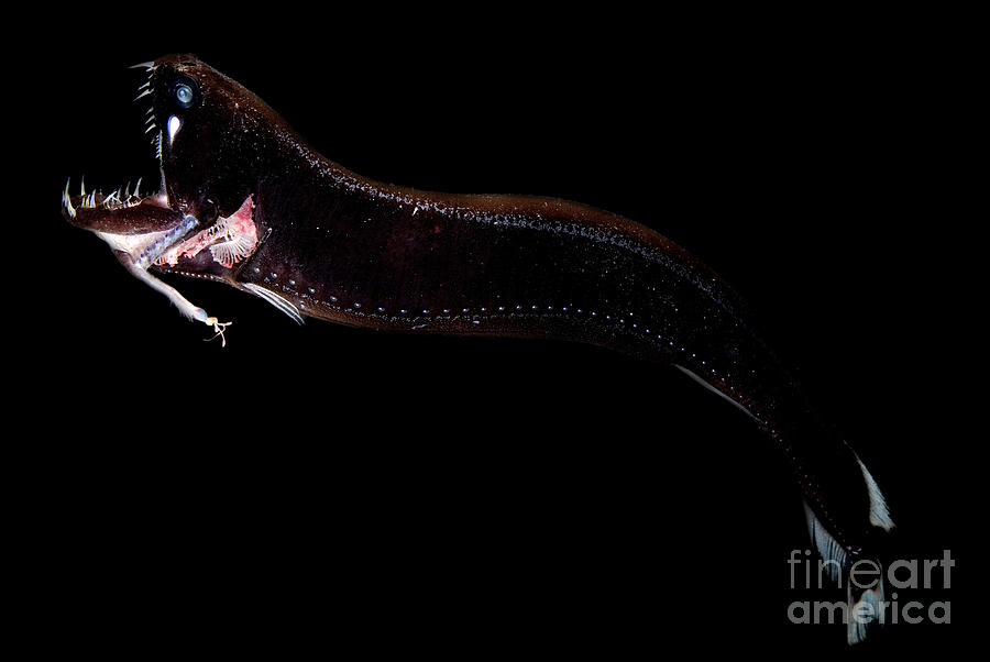Deep-sea Dragonfish #1 Photograph by Dant Fenolio