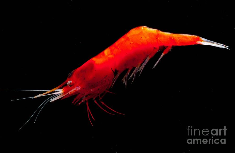 Deep Water Shrimp Photograph by Danté Fenolio | Fine Art America