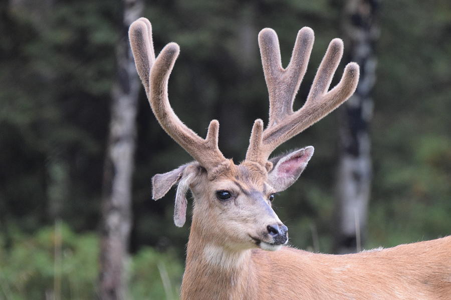 Deer Buck #2 Photograph by Margarethe Binkley