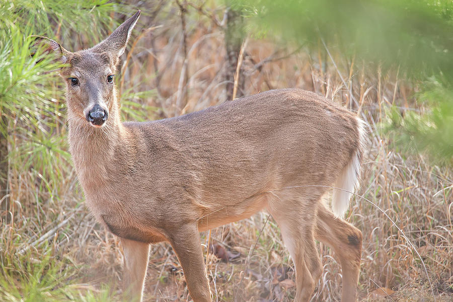 Deer Doe Looking Around Depp Thick Forest #1 Photograph by Alex Grichenko