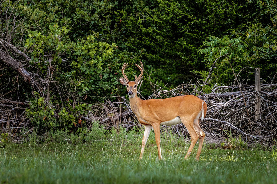 Deer #1 Photograph by Doug Long
