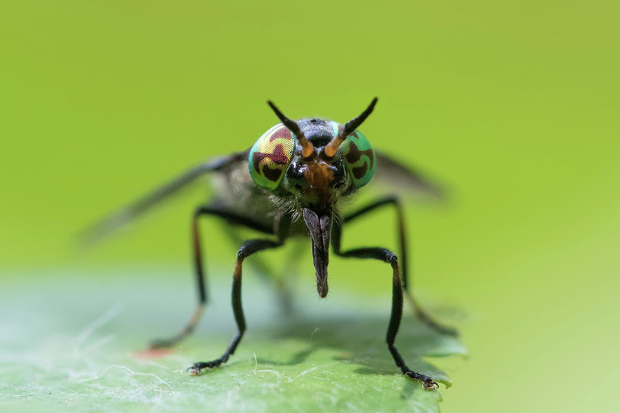 Deer fly  #1 Photograph by Mircea Costina Photography