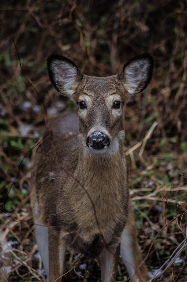 Deer #1 Photograph by Gerald Kloss