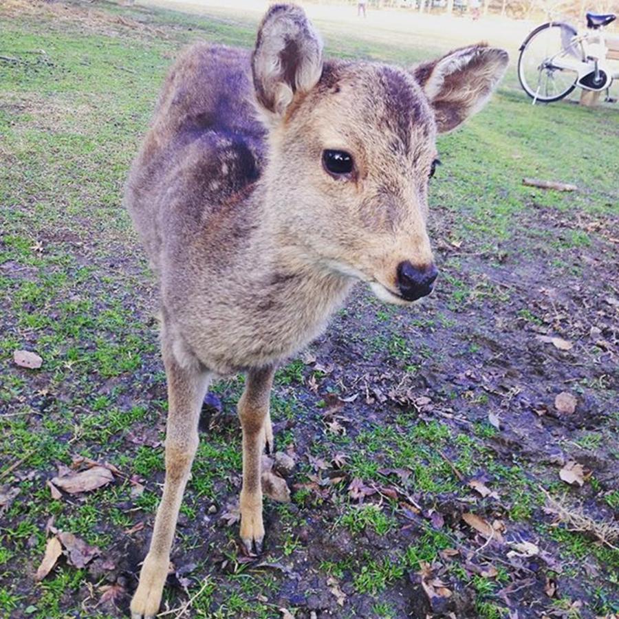 今日の奈良公園の子鹿(deer In #1 Photograph by Daiki Sumida