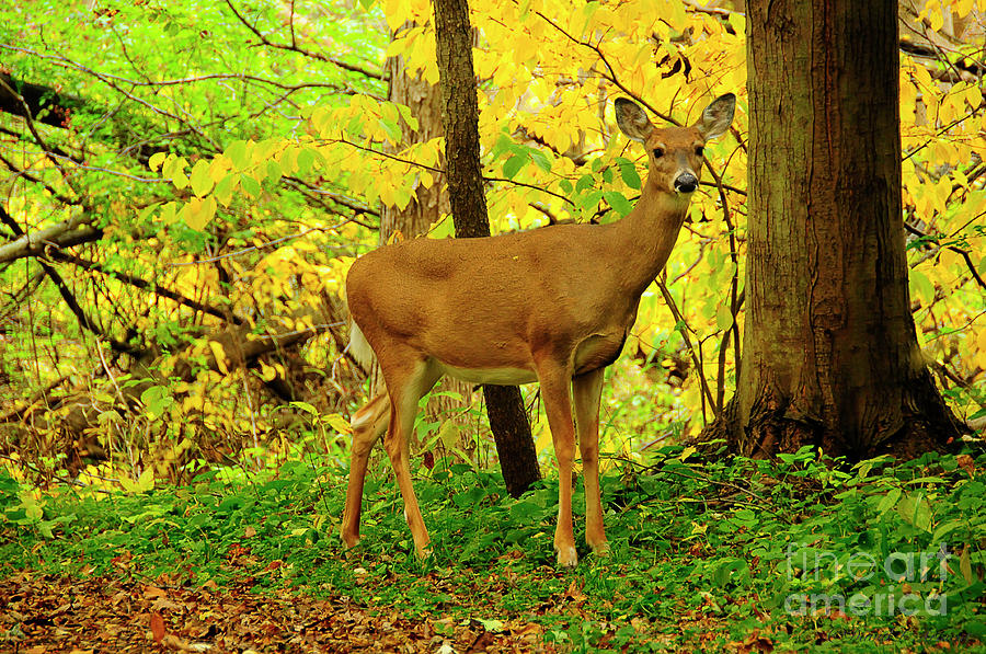 Deer in Fall Colors #1 Photograph by David Arment