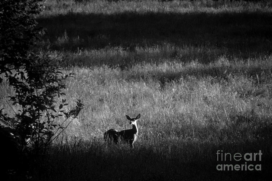 Deer in Field #1 Photograph by Jim Corwin