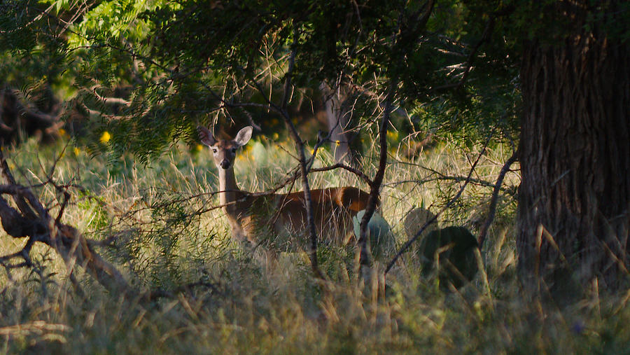 Deer #2 Photograph by James Smullins